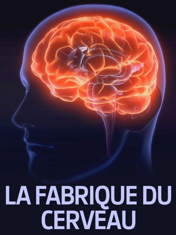 La fabrique du cerveau | Denjean, Cécile (Réalisateur)