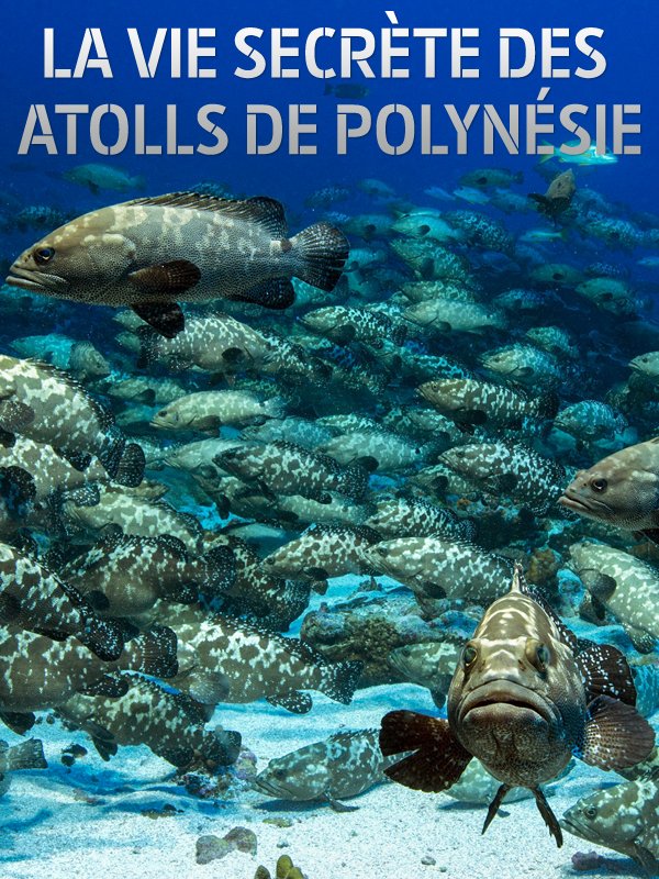 La vie secrète des Atolls de Polynésie | Kebaili, Gil (Réalisateur)