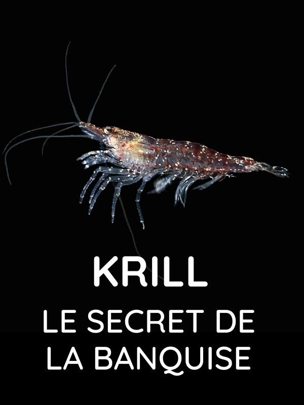Krill : le secret de la banquise | Sington, David (Réalisateur)