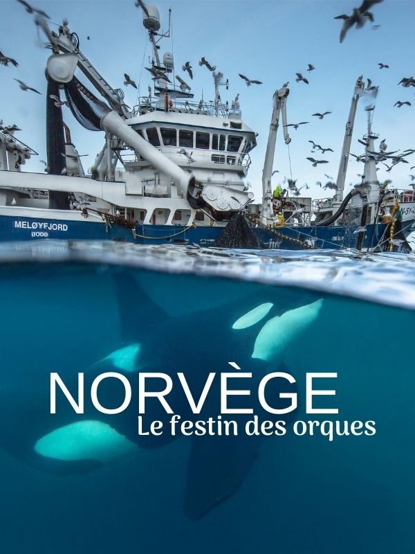 Norvège, le festin des orques