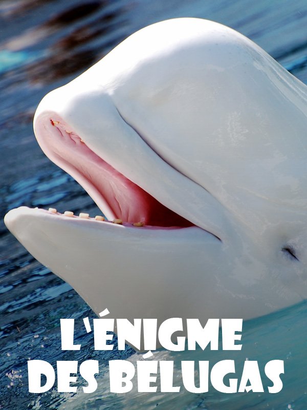 L'énigme des Belugas | Rose, Yanick (Réalisateur)